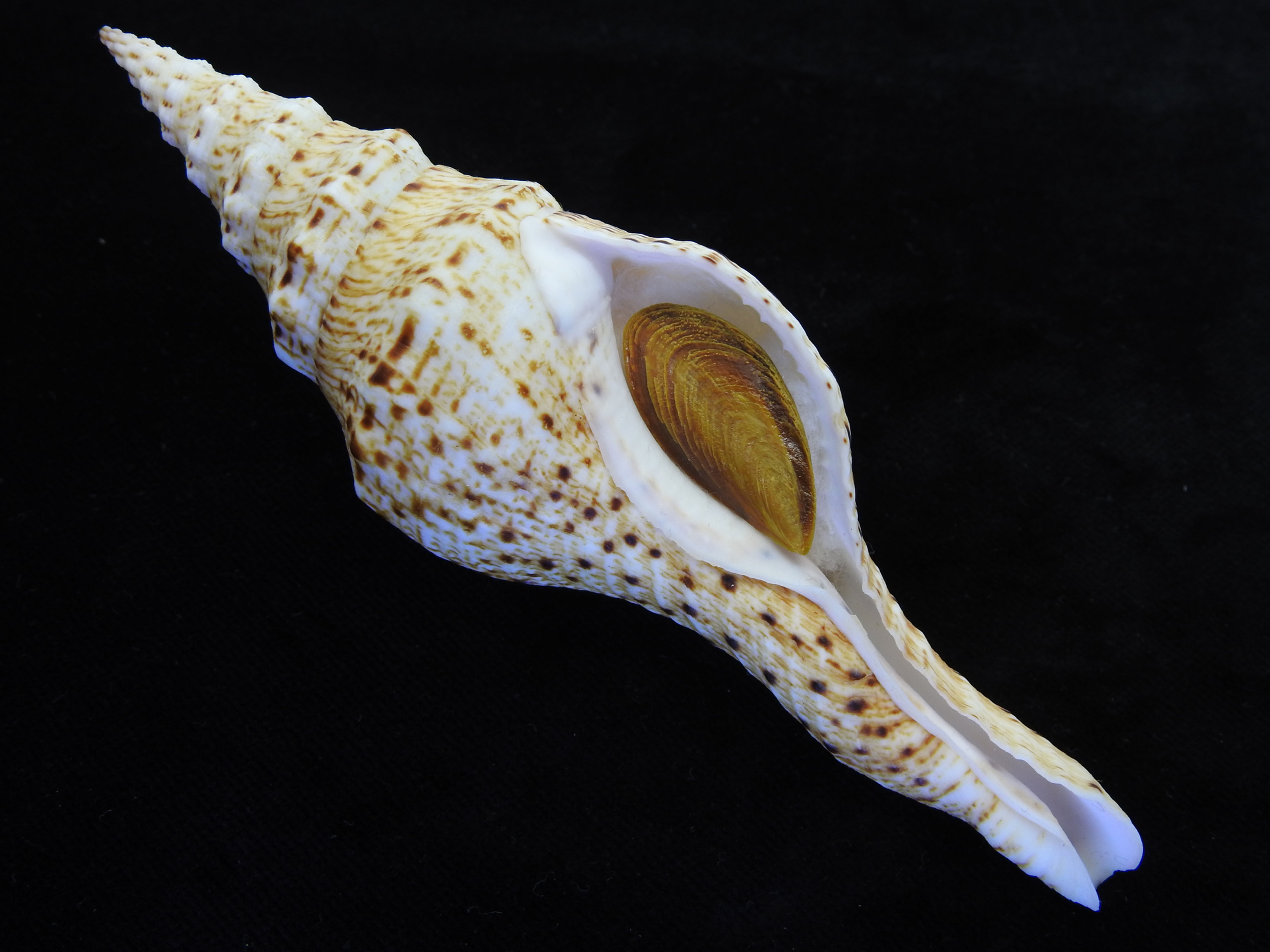 Fusinus brianoi 147.6mm