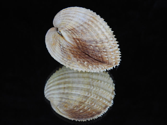 Acanthocardia echinata 57.8mm