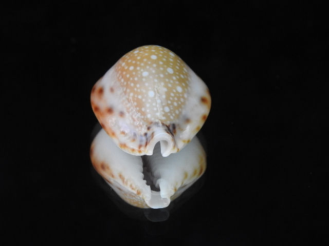 Cypraea lamarckii f. redimita 35.9mm