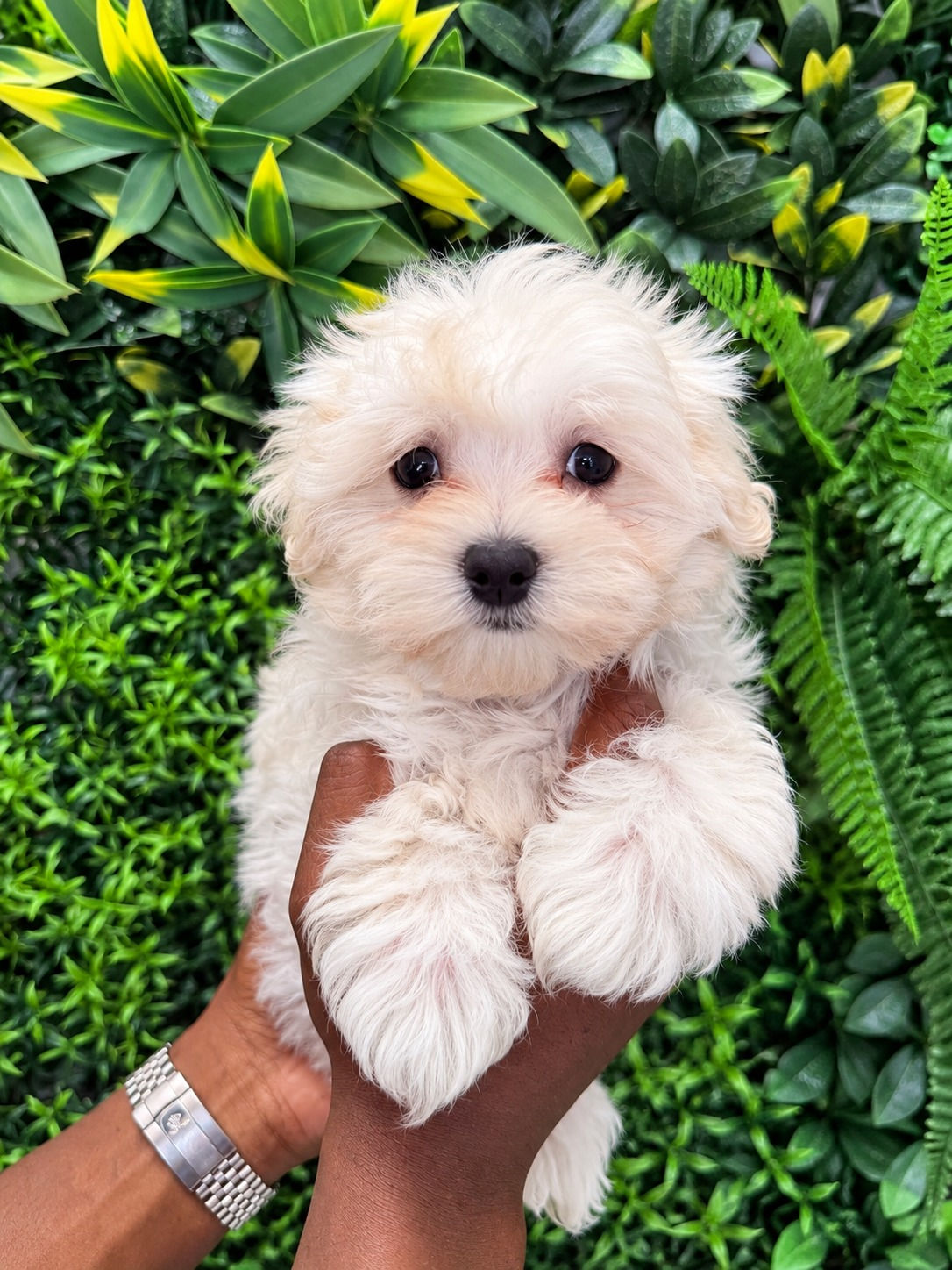 PEARL — MALTESE