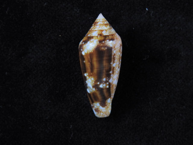 縮圖：Conus legatus 33.8mm