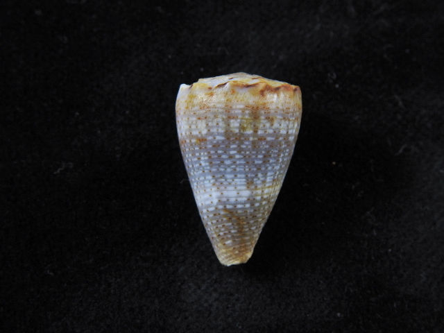 Thumbnail: Conus encaustus 26mm
