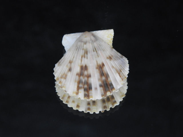 Thumbnail: Volachlamys singaporina 36.2mm