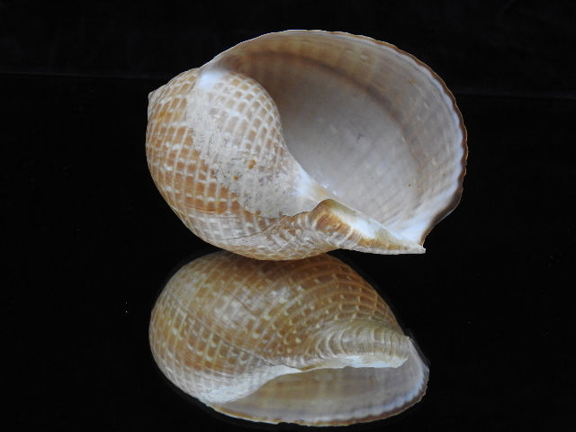 Thumbnail: Tonna perdix 120mm