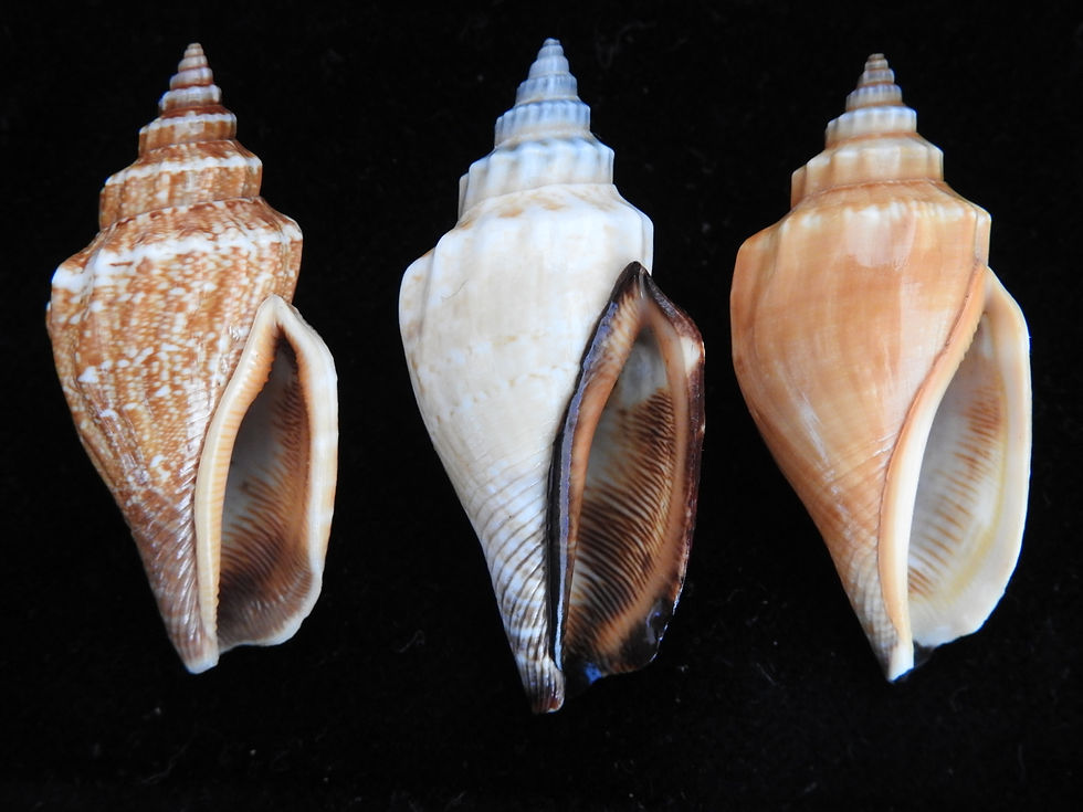 Strombus labiatus 39mm