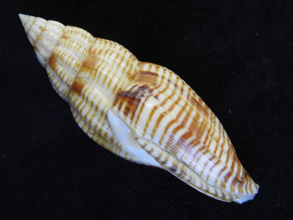 縮圖：Lyria planicostata taiwanica 72.4mm