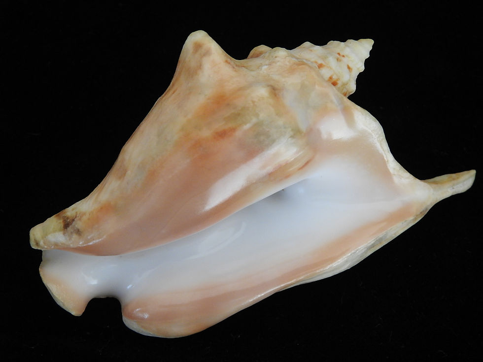 Thumbnail: Strombus tricornis f. indecoratus 97.4mm