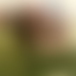 Indian Silk - Silky