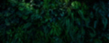 lush-green-tropical-foliage-in-dramatic-dark-light-2026-09-22-02-57-38-utc_edited.jpg