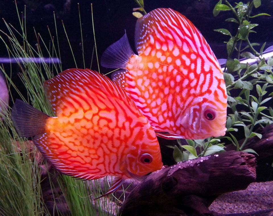 Discus