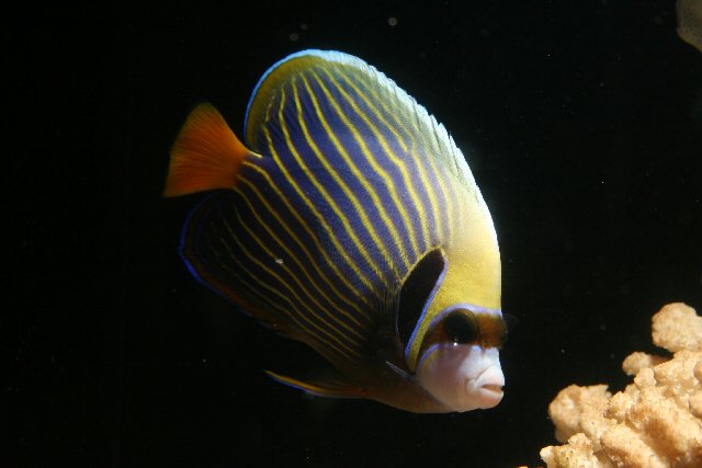 Emperor Angelfish