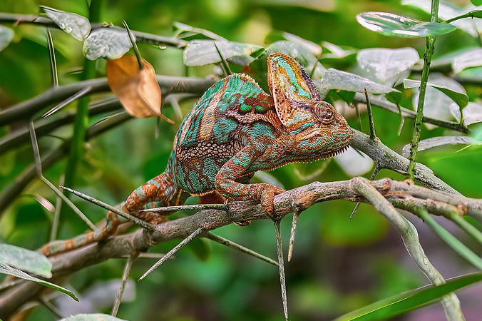 fotoblend-chameleon-9873577_1920.jpg