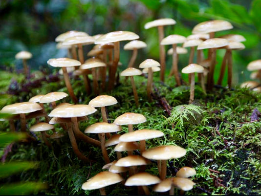 What is a Heritage Park? Exploring the Charm of Banner Forest Heritage Park.