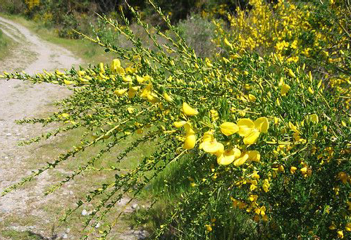 Invasive Scotch Broom