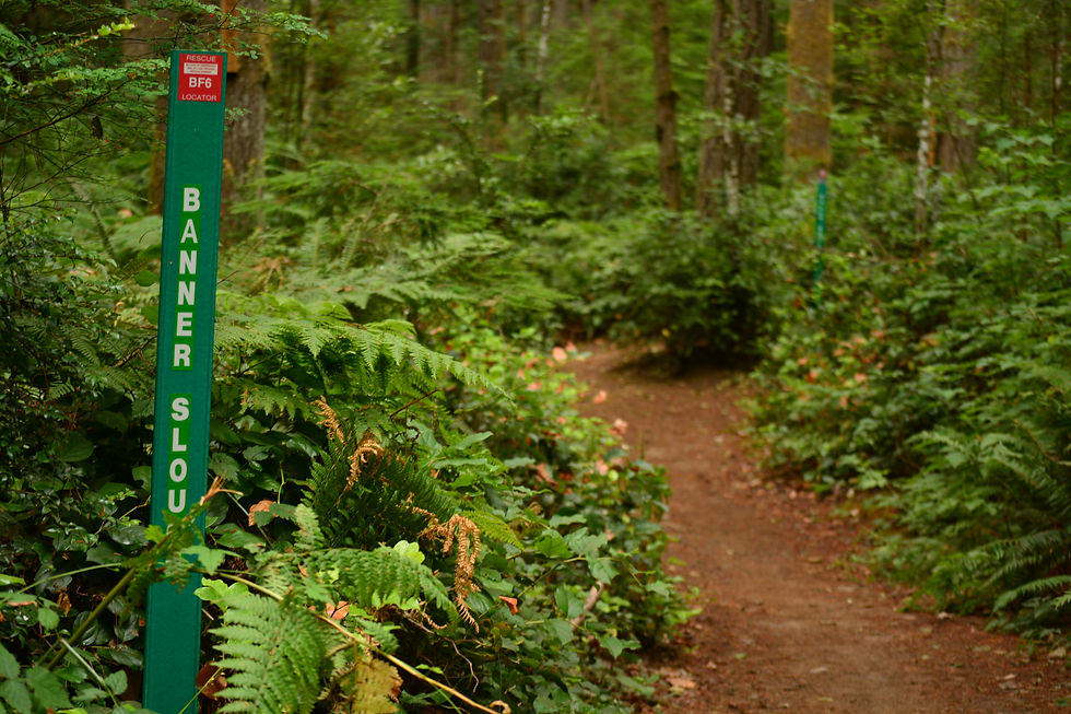 Port_Orchard,_WA_-_Banner_Forest_04_-_'Banner_Slough'.jpg