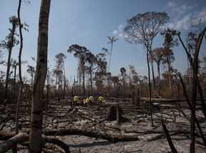 Ibama extingue 229 incêndios no Amazonas e intensifica combate ao fogo
