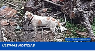 Vizinhos denunciam maus-tratos contra um cachorro em Una;