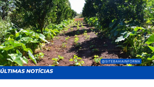 Entrega de declaração do ITR acaba esta semana; a Bahia lidera