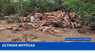Ipirá: Ossos de animais mortos na BA 052 causa transtorno