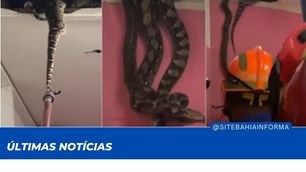 VÍDEO: Ninho de cobras gigantes é encontrado em teto de imóvel