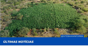 Mais de 36 mil pés de maconha são destruídos em Campo Formoso, no norte da Bahia, um homem foi preso