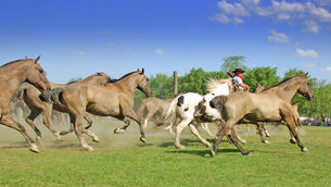 Praesent adipiscing mi eget ipsum imperdiet