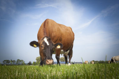 Verkoop punt - Sale point in Nederland