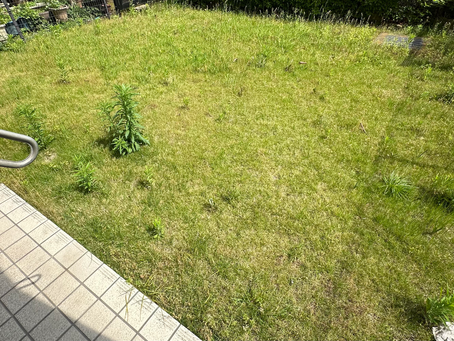 芝刈り作業