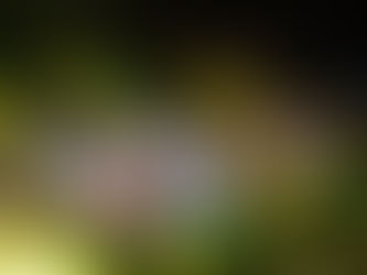 Voodoo Avett Brothers - 2/28/26 ~ The Sovereign - St. Louis, MO