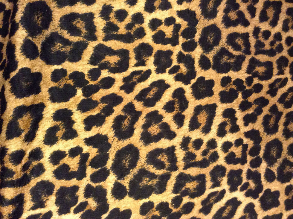 leopard_edited.jpg