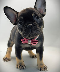 Minnie French Bulldog .JPG