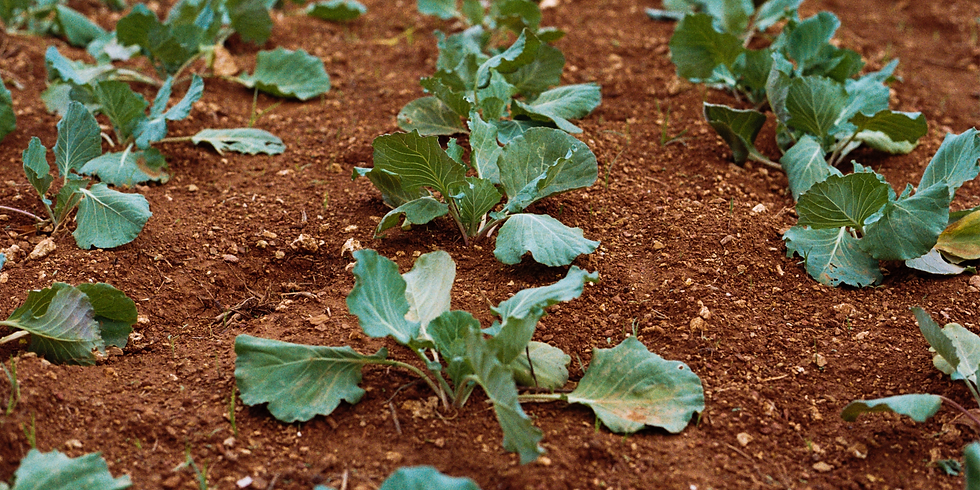 Leafy plants