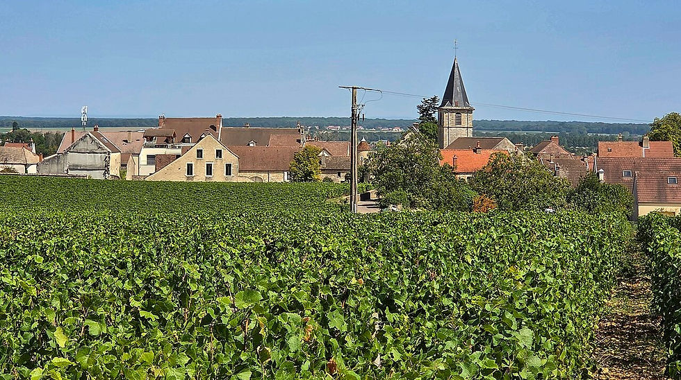 Vosne Romanee vineyard
