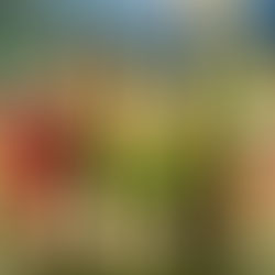 Three bottles of Champagne