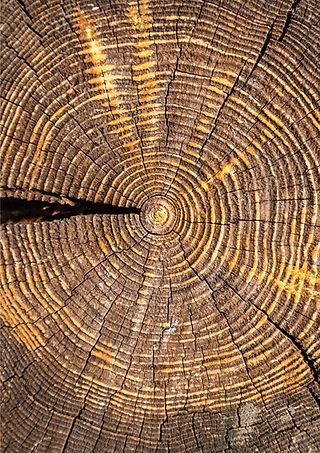 Black and White Professional Who We Are Company Flyer (3).jpg