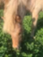 ANNA'S FILLY 2019-2.jpeg