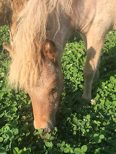 ANNA'S FILLY 2019-2.jpeg