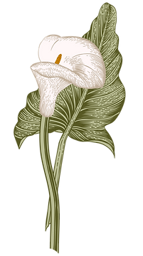 AdobeStock_120618623 _3_edited.png