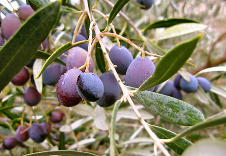 Hundred Acre Olive Oil