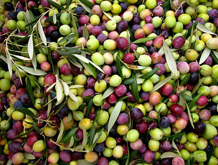 Hundred Acre Olive Oil