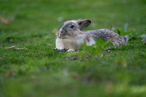 Groß (DSC01893).jpeg