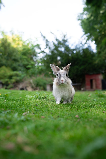 Groß (DSC01938).jpeg