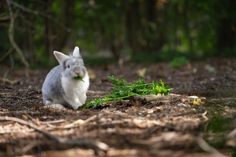 Groß (DSC01882).jpeg