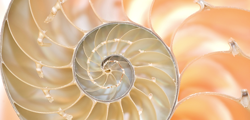 shell.png