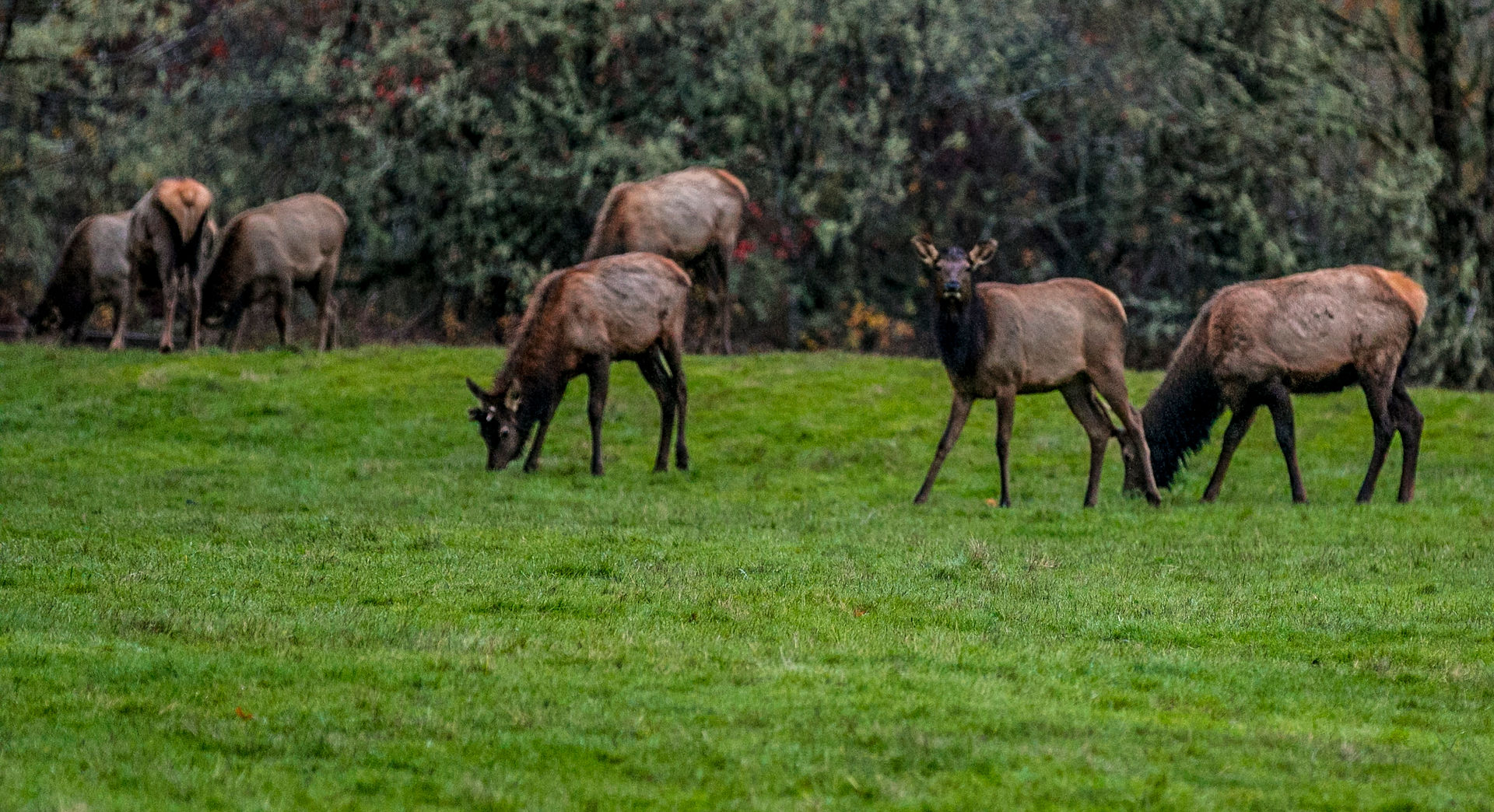 elk
