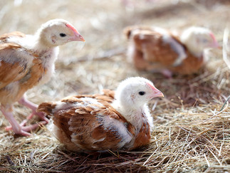 “Hosanna in the Highest” project has successfully launched a poultry initiative that is transforming lives by addressing food insecurity and unemployment in Ethiopia.
