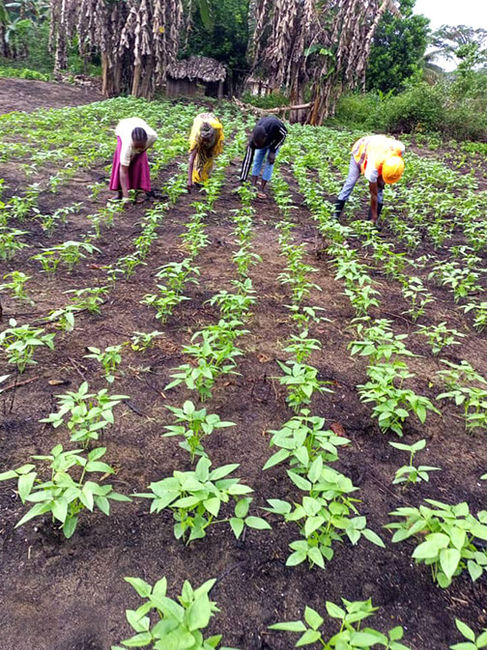 Diocese of Kasongo, Agro-Silvo-Pastoral System, Dr Congo, Africa