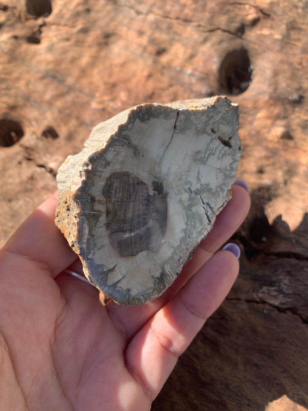 Thumbnail: Petrified Wood Raw