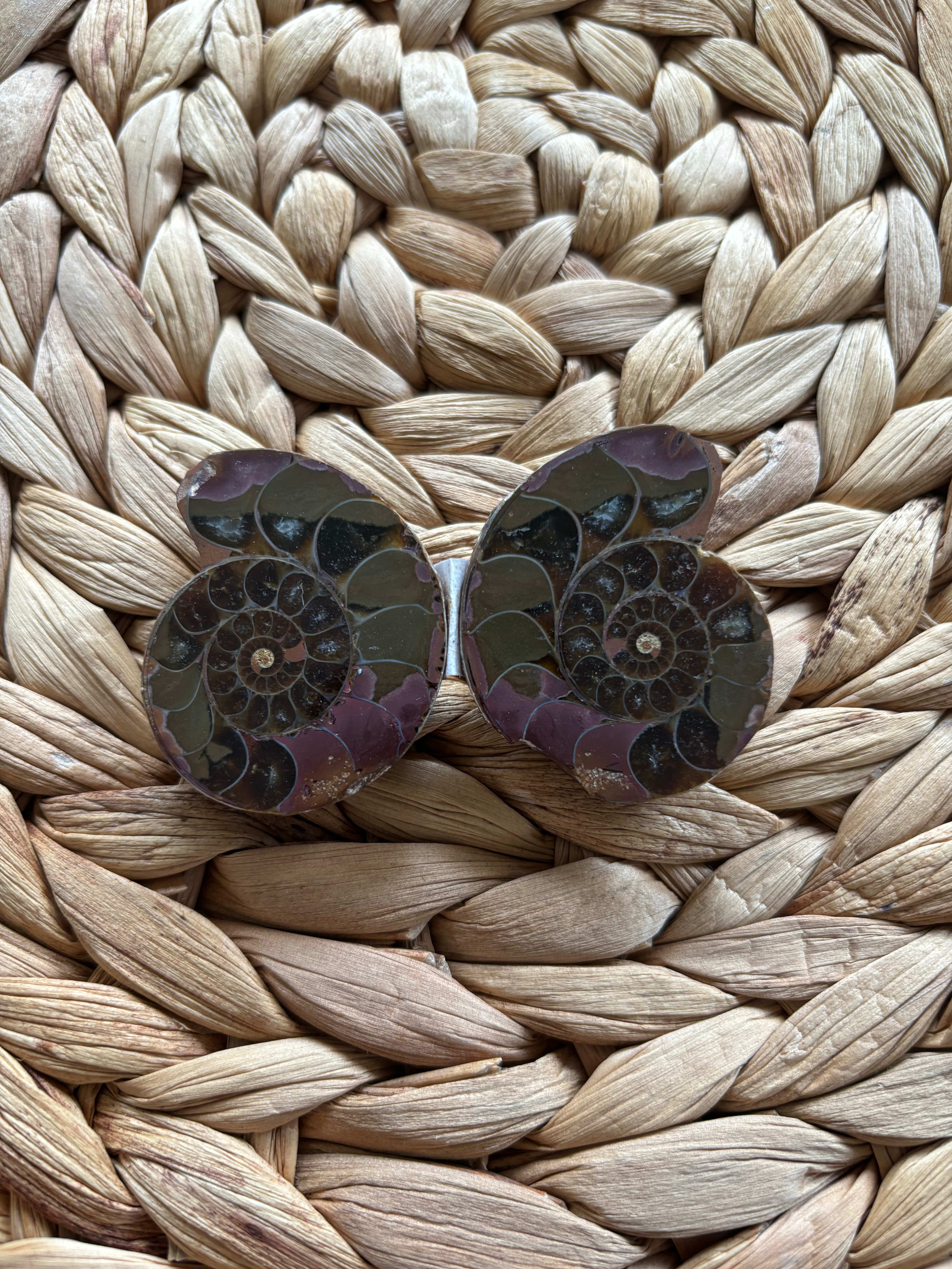 Ammonite Fossil Pair