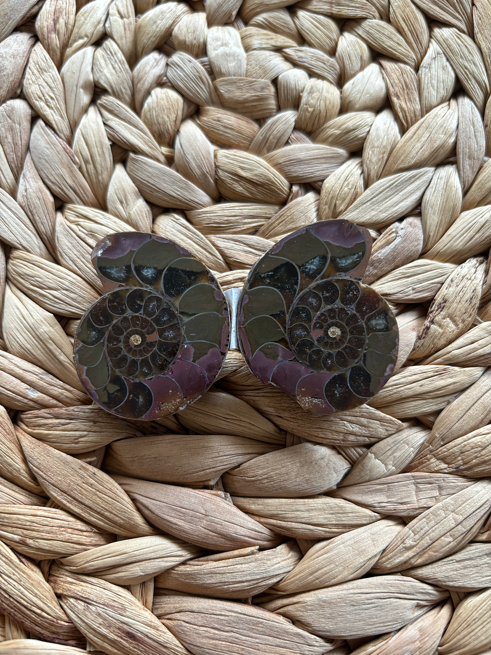 Thumbnail: Ammonite Fossil Pair